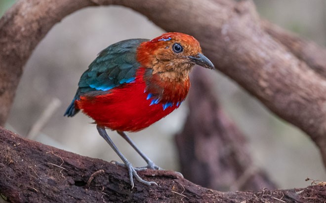 Blue-banded Pitta - ML377762401