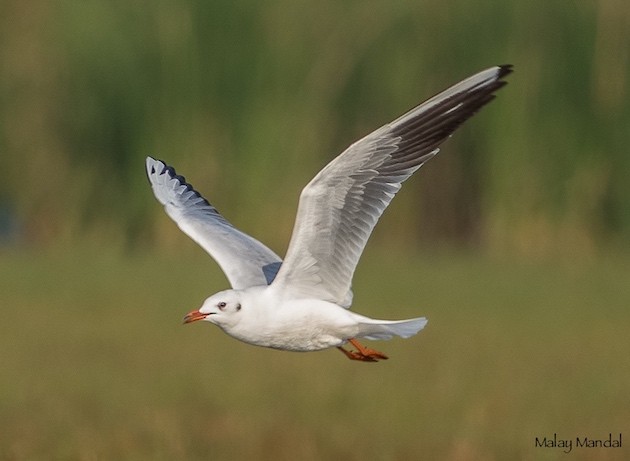 Mouette rieuse - ML377762441