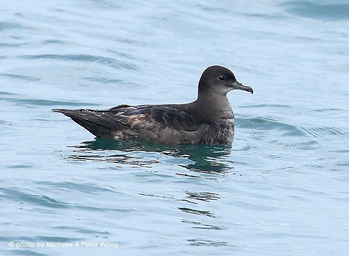 Short-tailed Shearwater - Michelle & Peter Wong