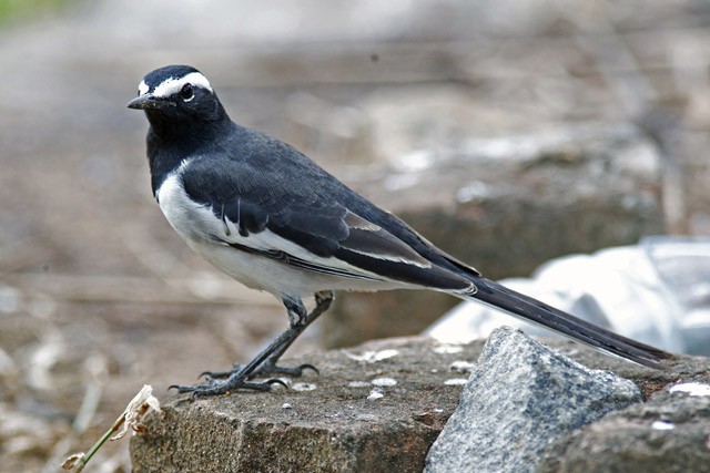White-browed Wagtail - ML377762891