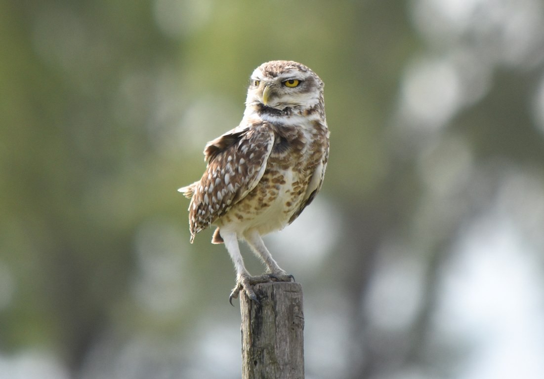 Burrowing Owl - federico nagel