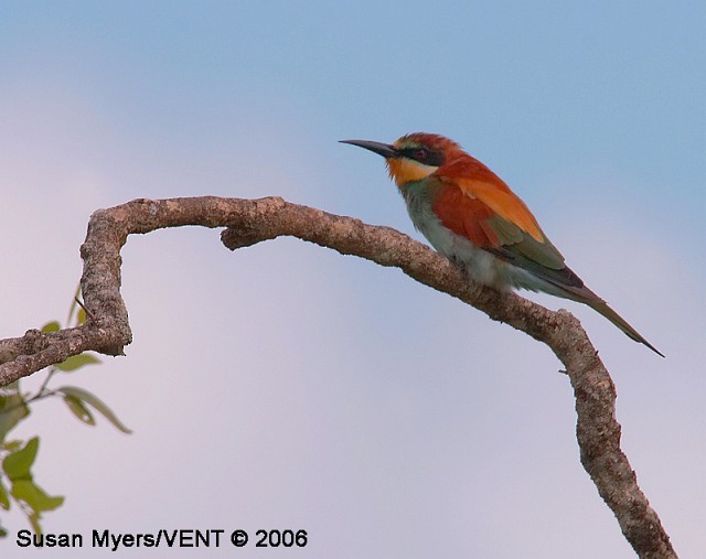 European Bee-eater - Susan Myers