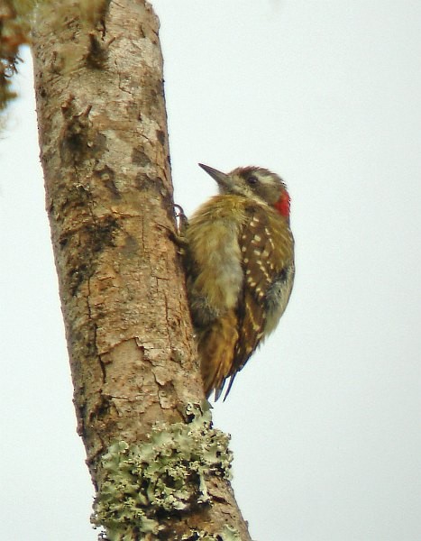 Sulawesi Pygmy Woodpecker - ML377773821