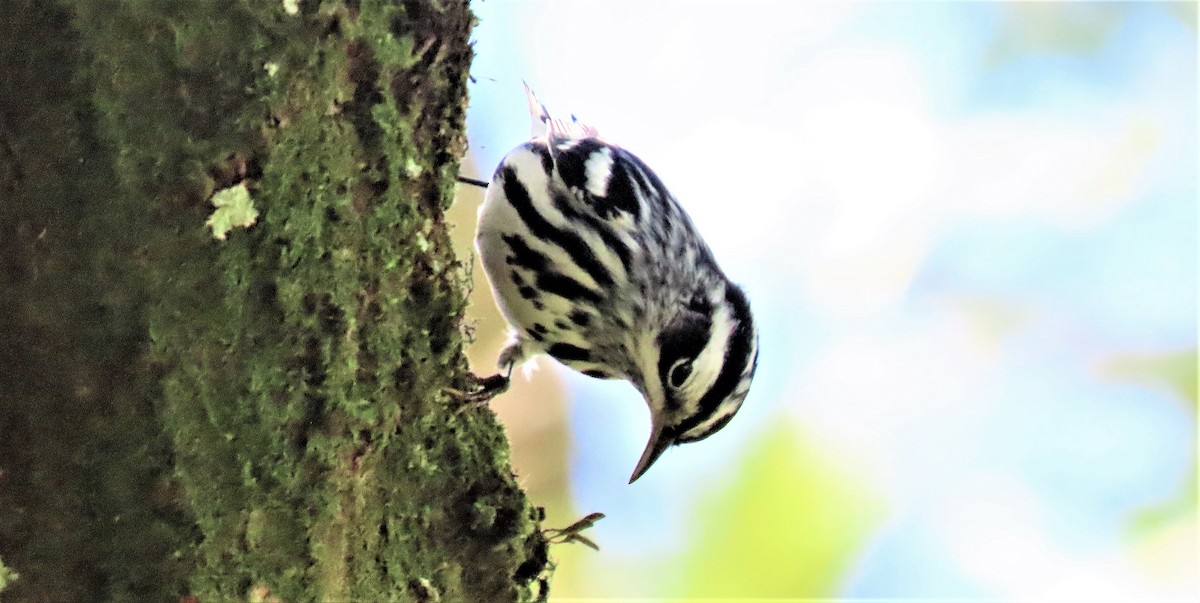 Black-and-white Warbler - ML377774831