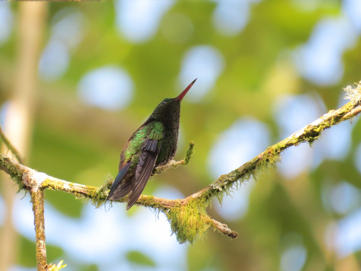Copper-rumped Hummingbird - Scarlet  Cordero Seijas