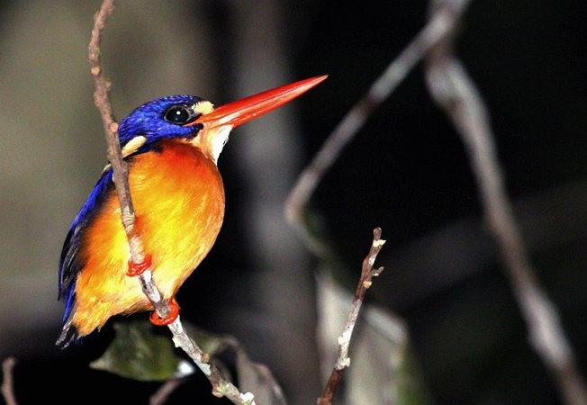 Moluccan Dwarf-Kingfisher (North Moluccan) - Hanom Bashari