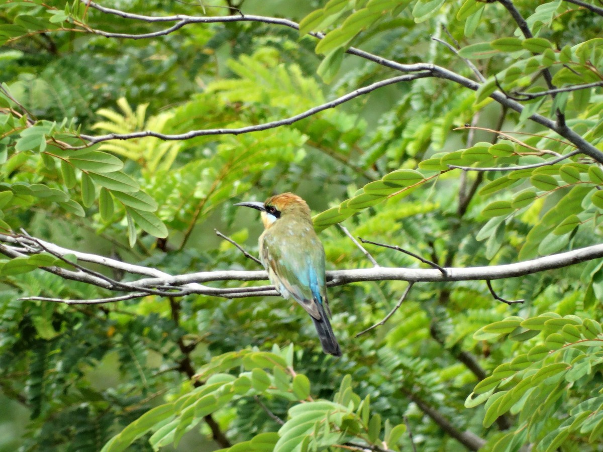 Rainbow Bee-eater - ML37777971