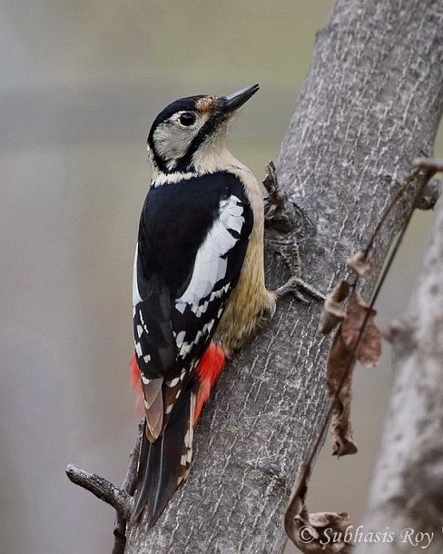Himalayan Woodpecker - ML377781021