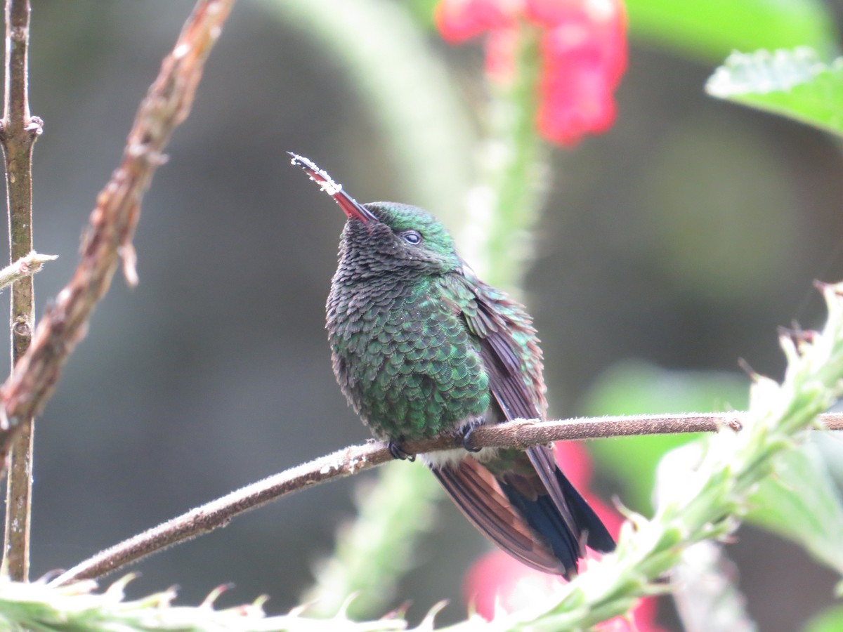 Blue-tailed Emerald - Scarlet  Cordero Seijas
