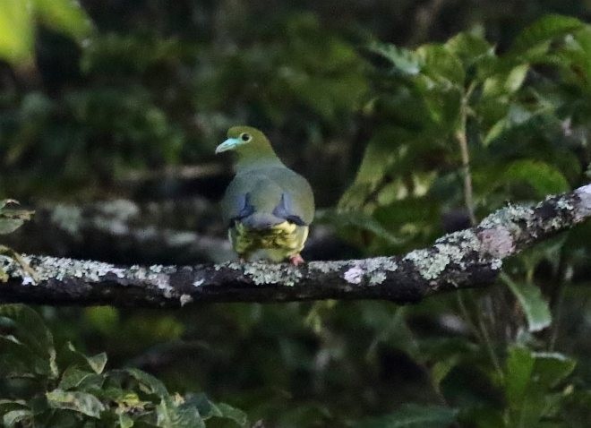 Sumatran Green-Pigeon - ML377783301