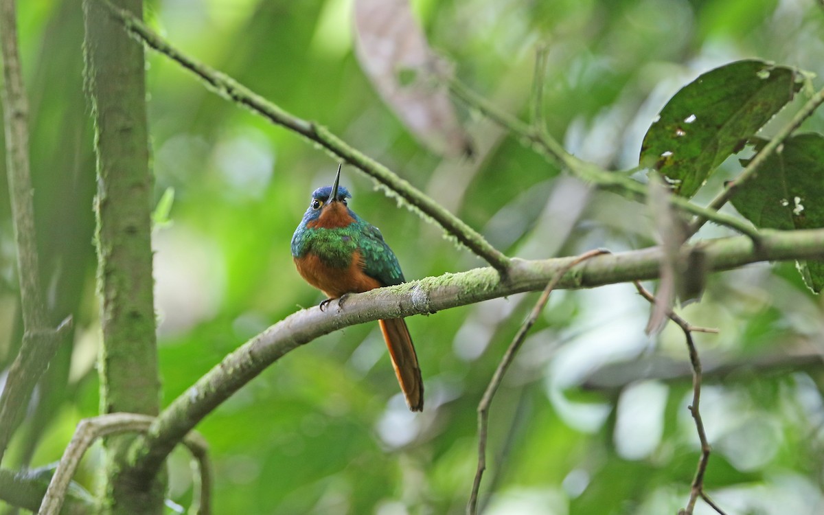 Coppery-chested Jacamar - Christoph Moning