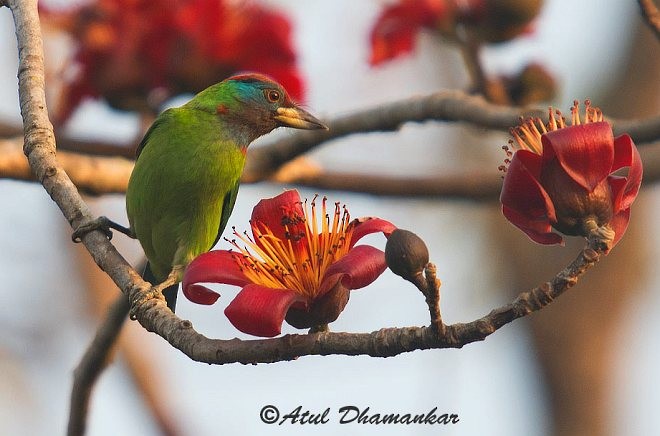Blue-throated Barbet (Red-crowned) - Atul Dhamankar