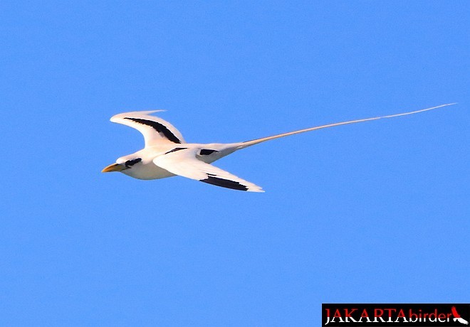 White-tailed Tropicbird (Indian Ocean) - ML377788271