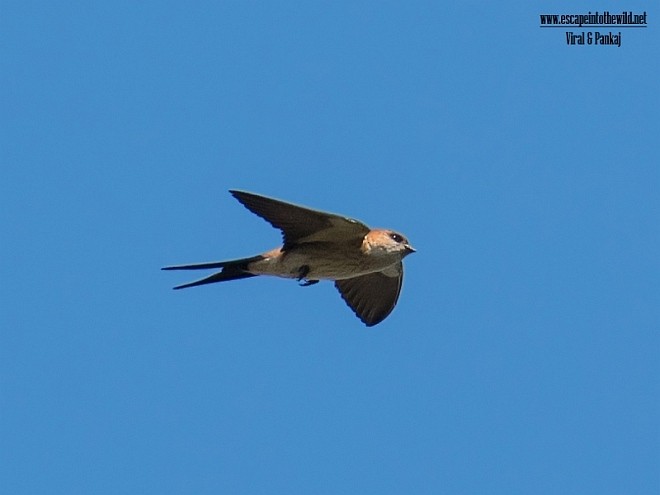 Red-rumped Swallow - ML377789091