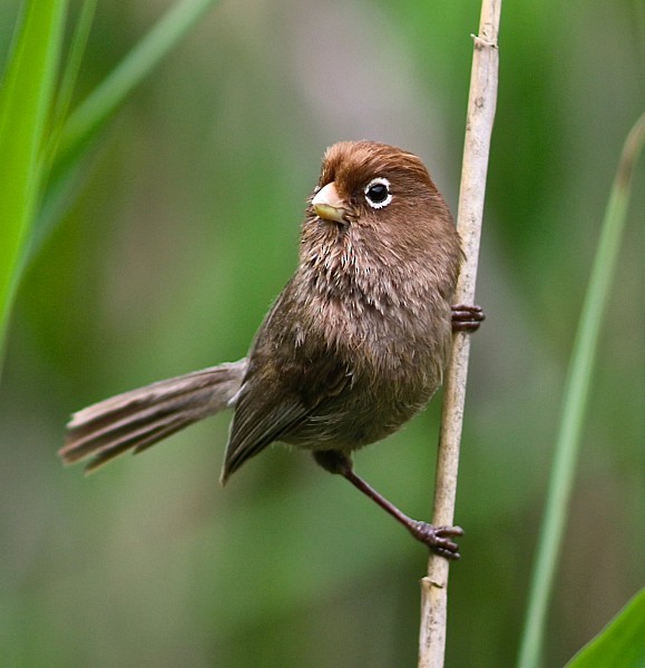 Spectacled Parrotbill - ML377796671
