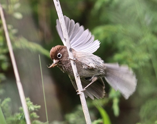 Spectacled Parrotbill - ML377796901