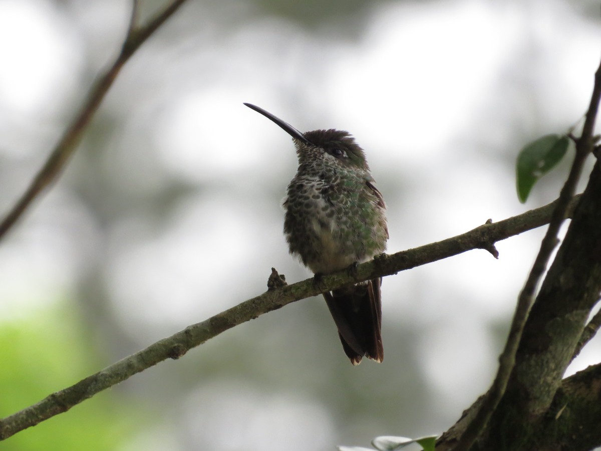 Violet-chested Hummingbird - ML377798971