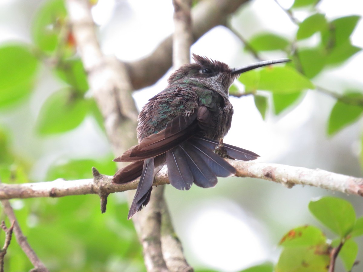 Violet-chested Hummingbird - ML377799011