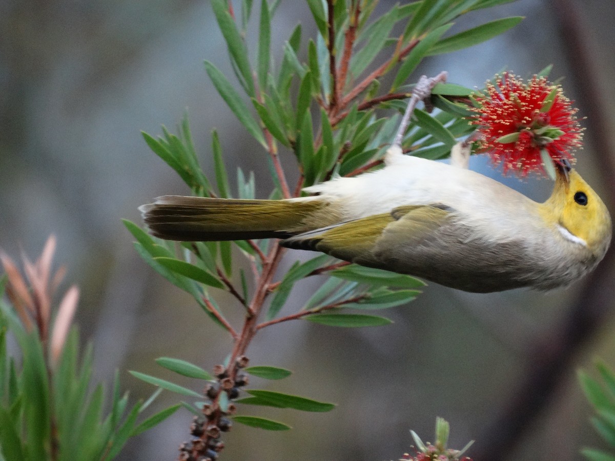 White-plumed Honeyeater - Andrew E and Rebecca A Steinmann