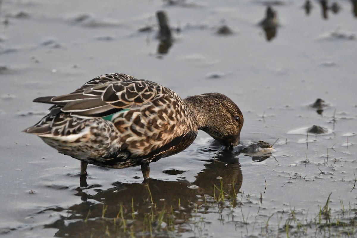 Green-winged Teal - ML377800921
