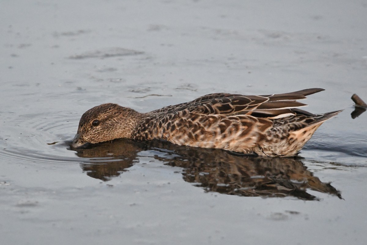 Green-winged Teal - ML377800941