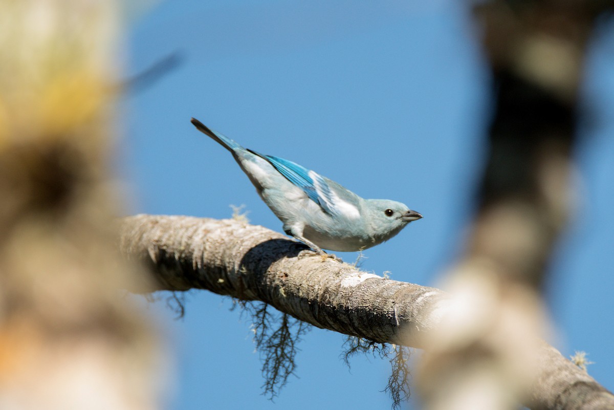 Blue-gray Tanager - ML377802131