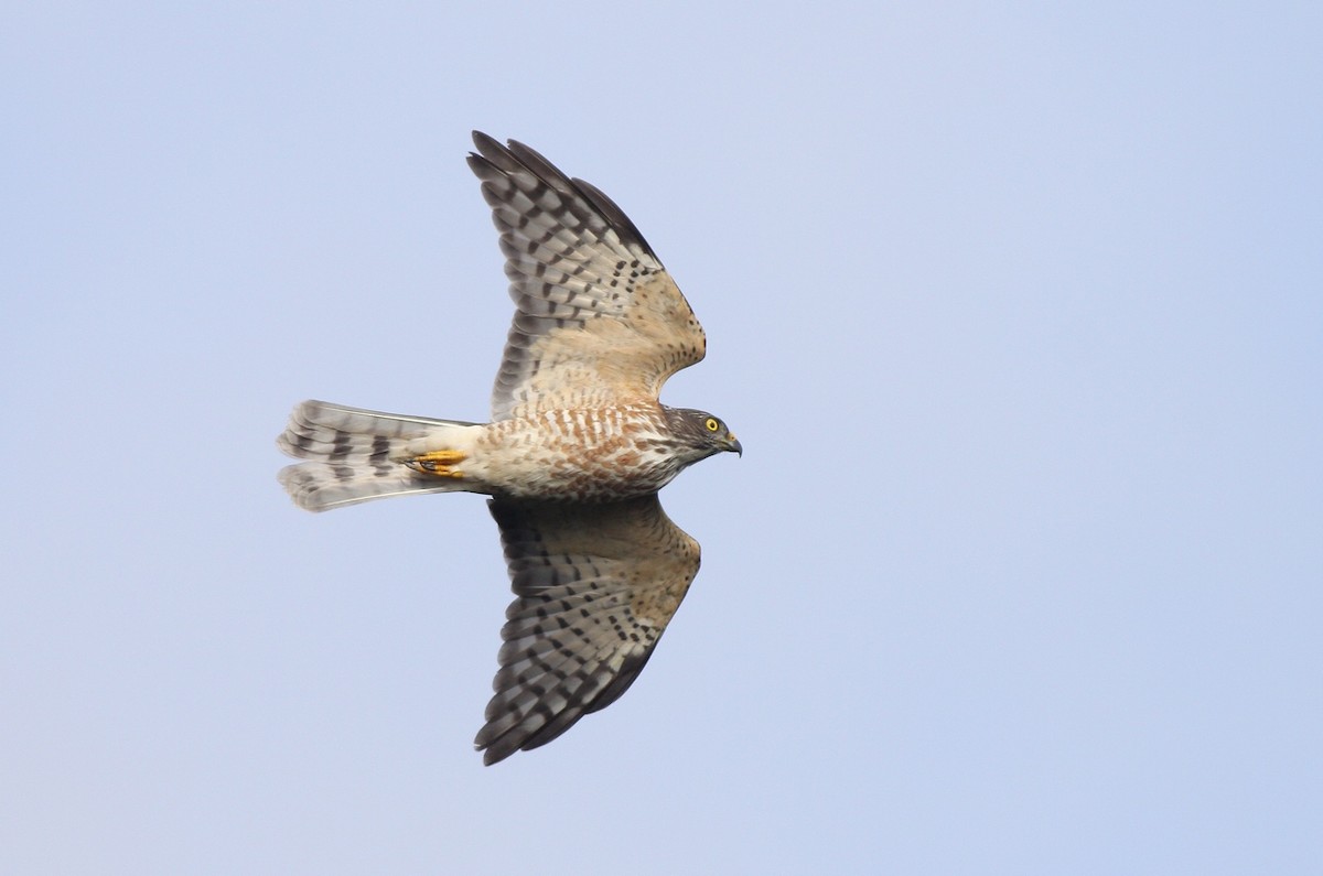 Chinese Sparrowhawk - ML37780251