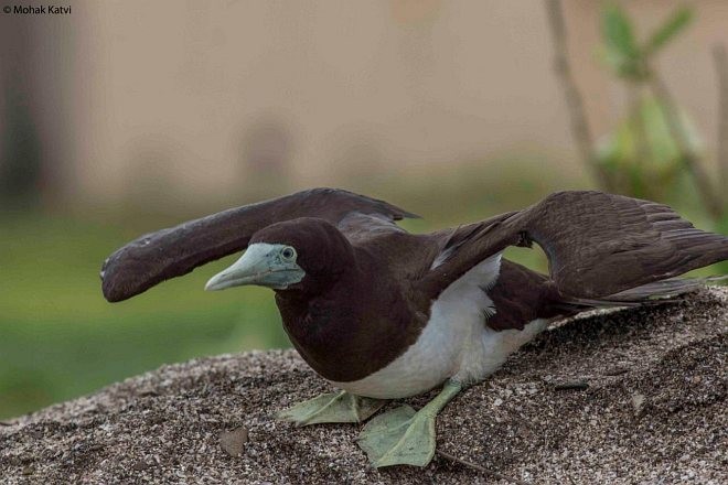 Brown Booby (Forster's) - ML377806281