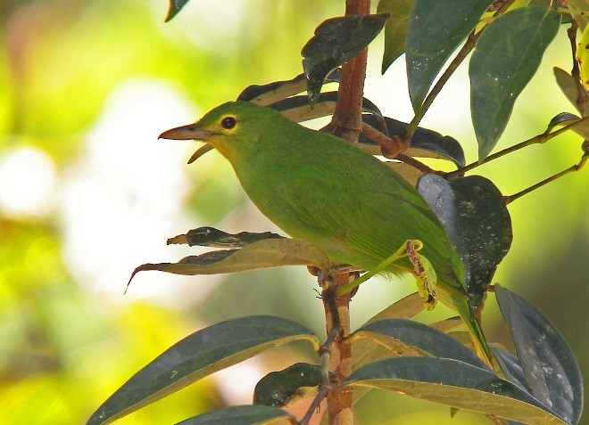 Philippine Leafbird - Pete Morris