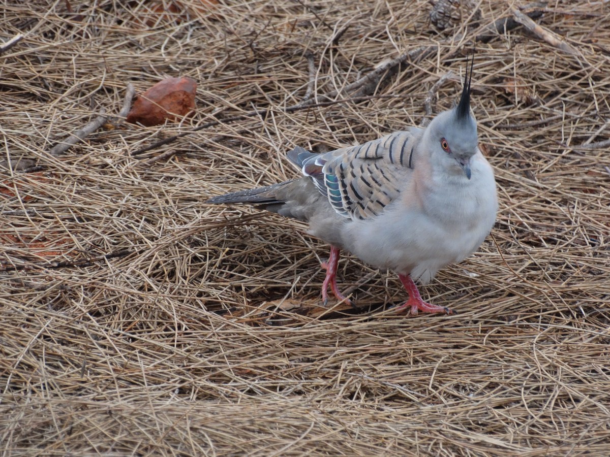 Crested Pigeon - ML37780741
