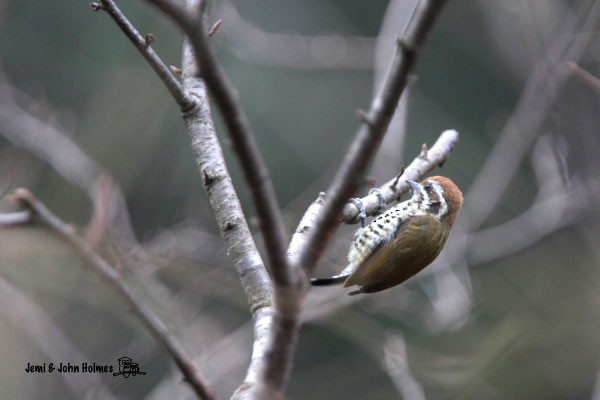 Speckled Piculet - John and Jemi Holmes