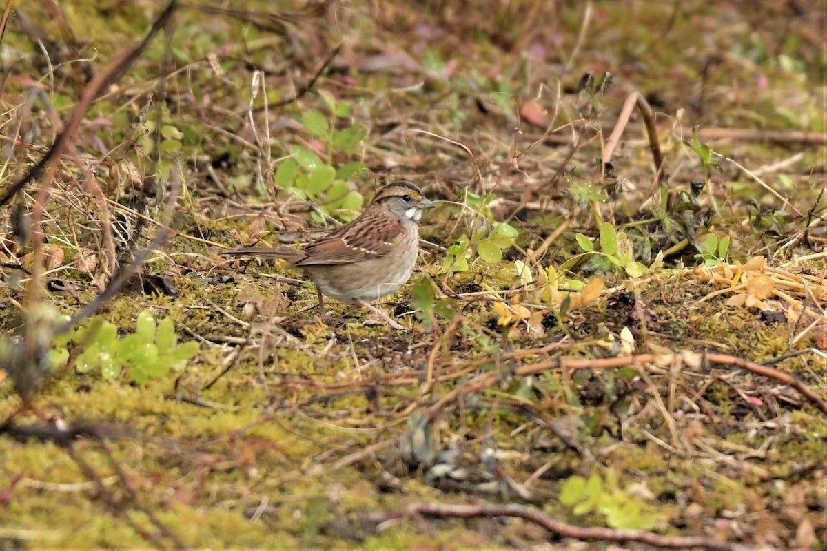 White-throated Sparrow - ML377808661