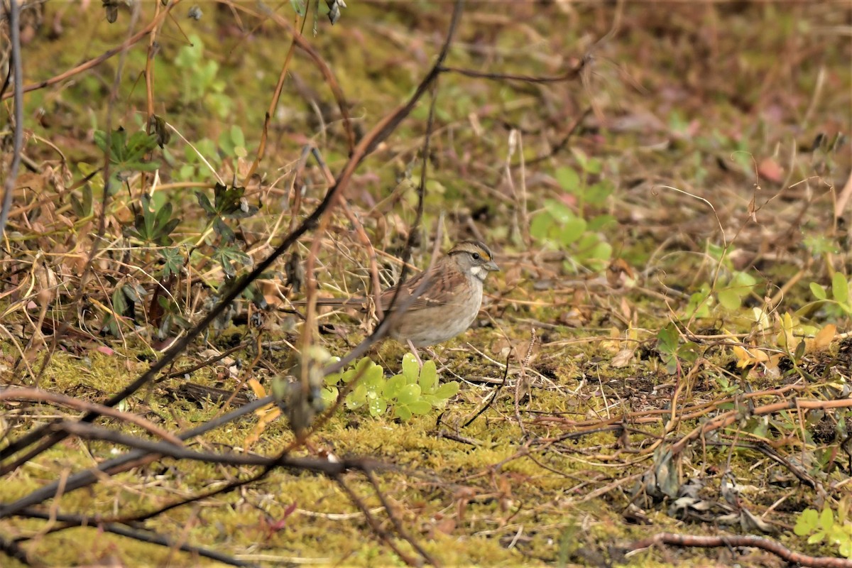White-throated Sparrow - ML377808701