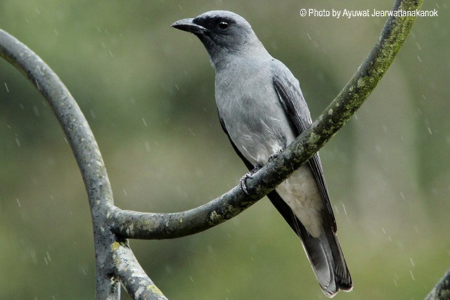 Silviya Sentning birinchi porno tinglovi