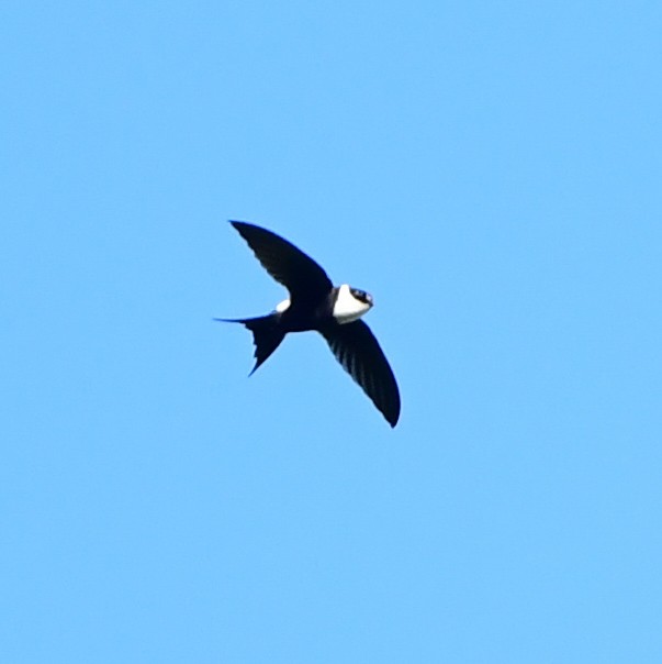 Lesser Swallow-tailed Swift - Jian Mei