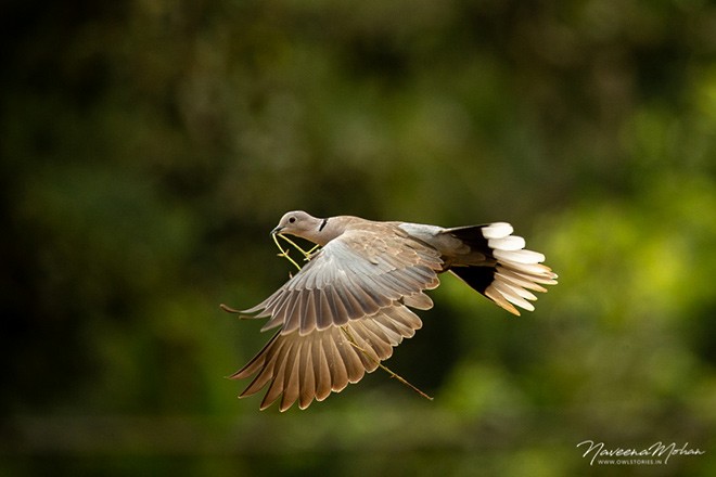 Eurasian Collared-Dove - Naveena Mohan