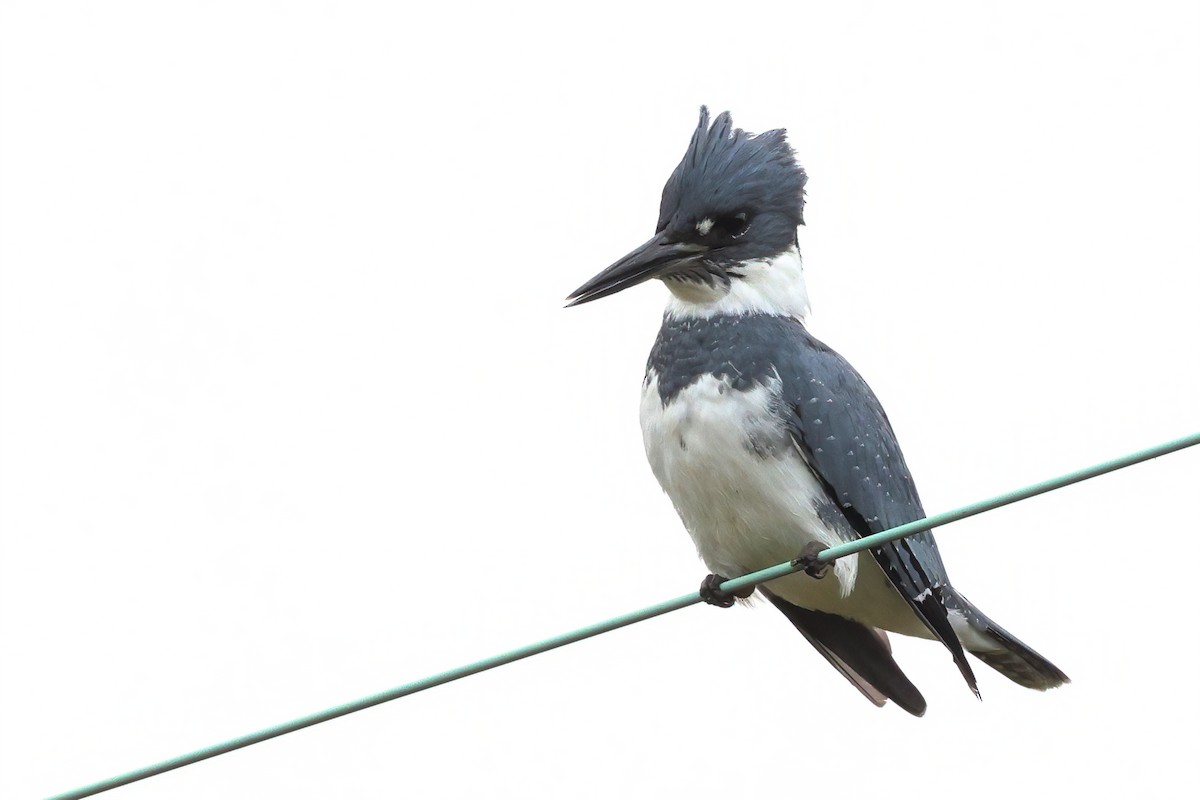 Belted Kingfisher - ML377816791