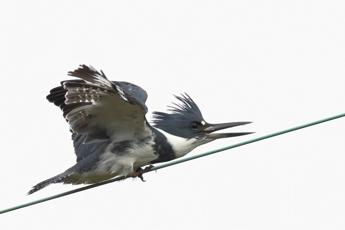 Belted Kingfisher - ML377816821