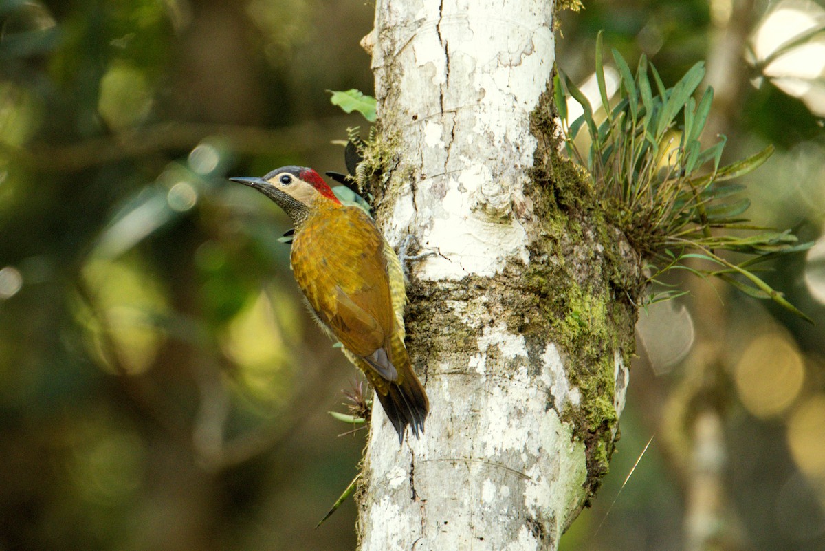 Golden-olive Woodpecker - ML377818451
