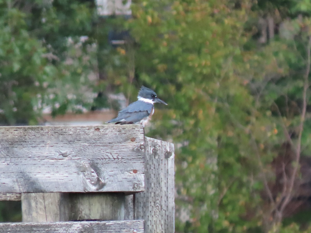 Belted Kingfisher - ML377819941