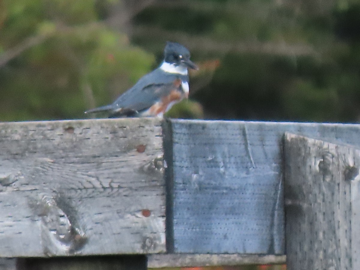Belted Kingfisher - ML377819951