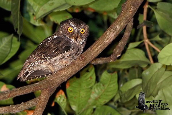 Sulawesi Scops-Owl - Ingo Waschkies