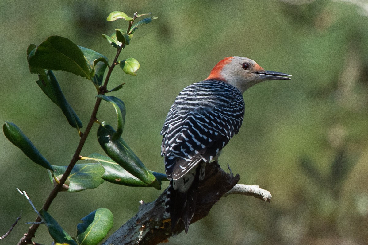 Red-bellied Woodpecker - David Whipple