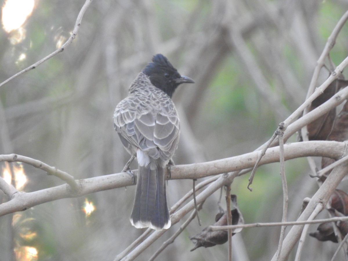 Red-vented Bulbul - ML377825301