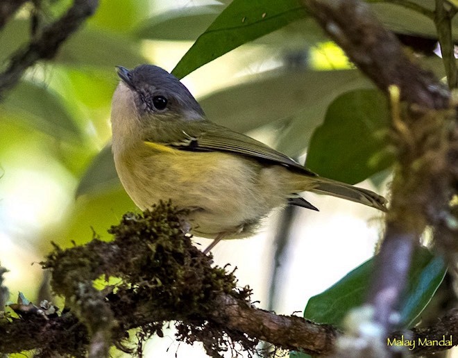 Green Shrike-Babbler (Black-crowned) - Malay Mandal