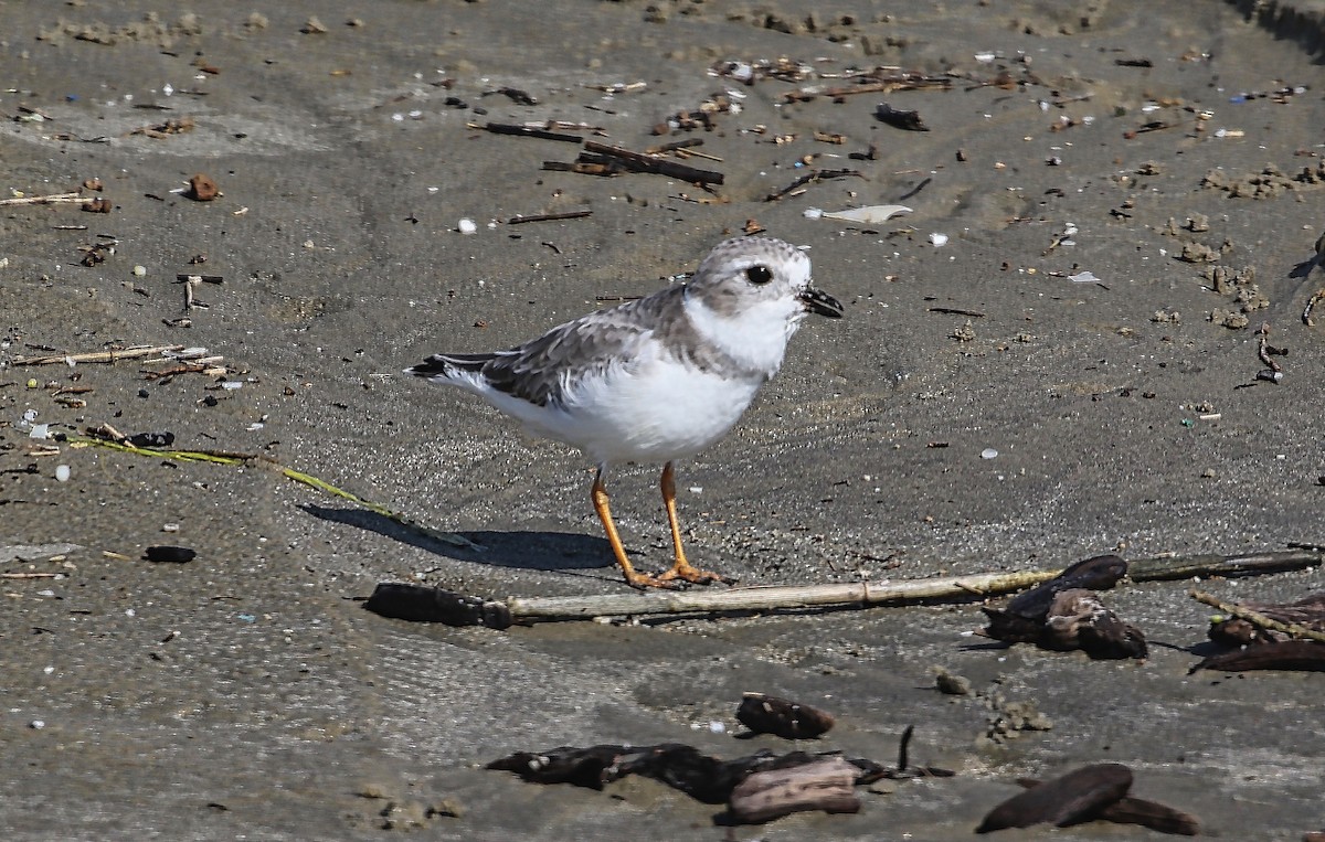 Piping Plover - ML377828891