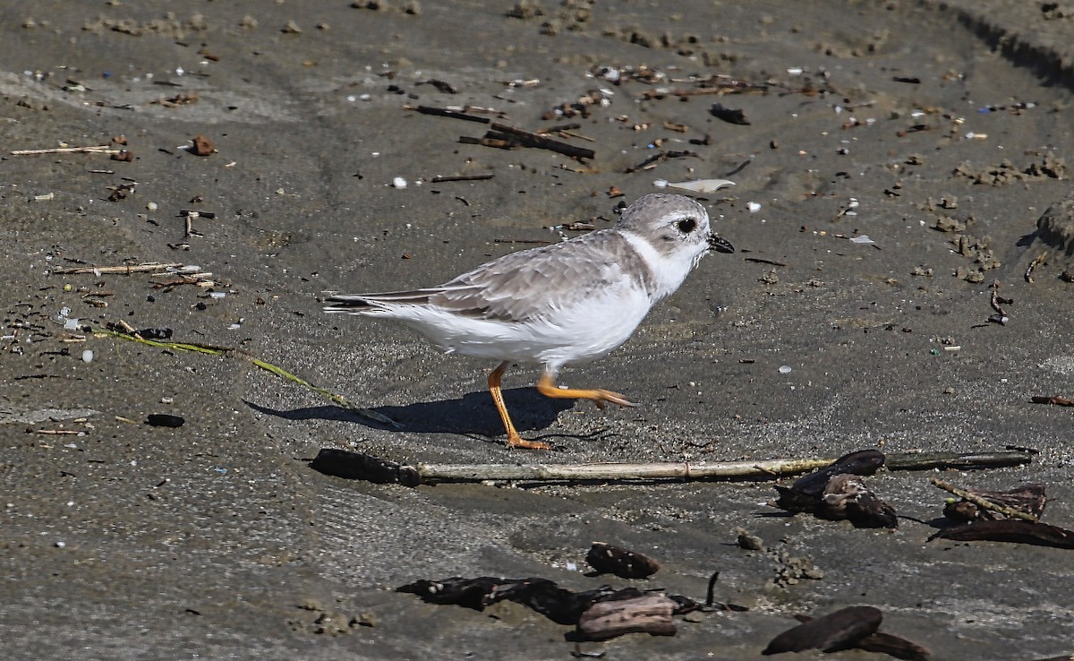 Piping Plover - ML377829091
