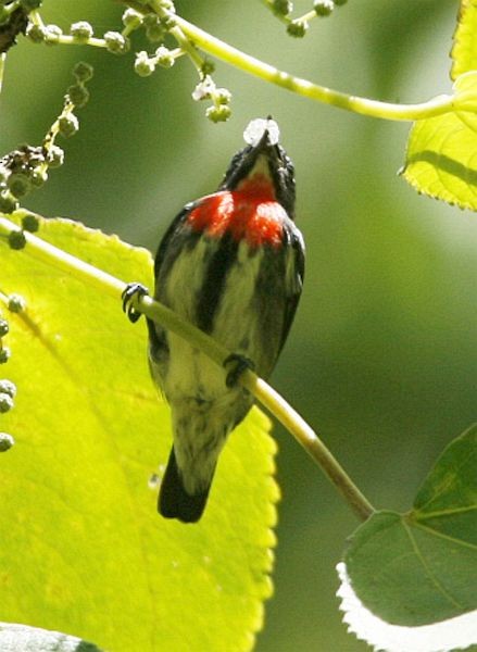 Gray-sided Flowerpecker (Gray-sided) - ML377831401