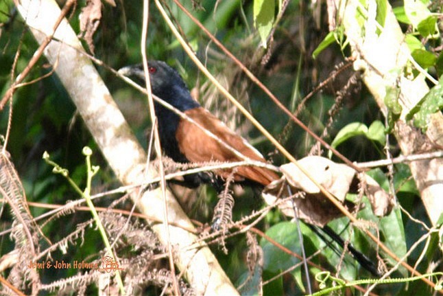 Short-toed Coucal - ML377845431