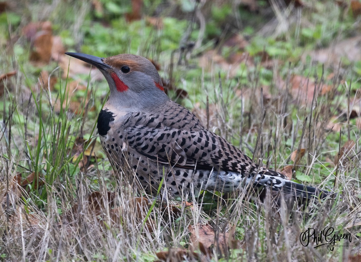 Northern Flicker (Yellow-shafted x Red-shafted) - Phil Green